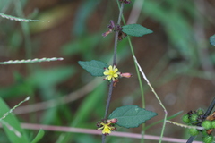 Triumfetta rhomboidea